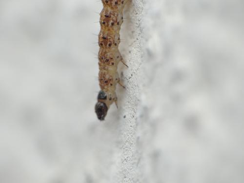 Bryotropha sp.